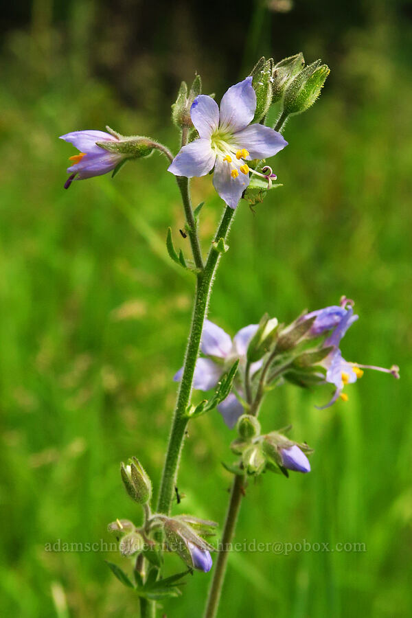 western Jacob's-ladder (Polemonium occidentale) [Forest Road 39, Wallowa-Whitman National Forest, Wallowa County, Oregon]