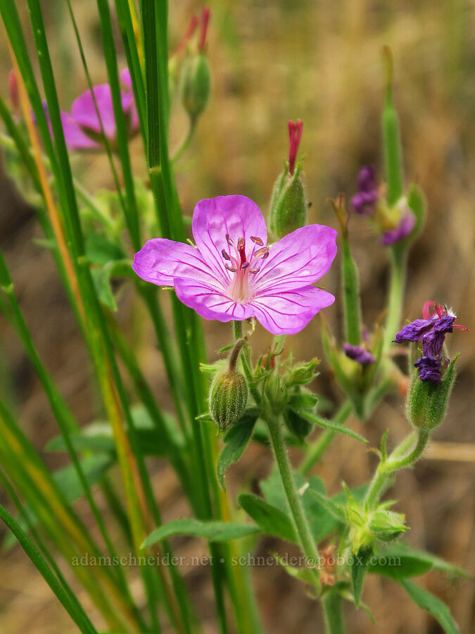 sticky geranium (Geranium viscosissimum) [Forest Road 39, Wallowa-Whitman National Forest, Wallowa County, Oregon]