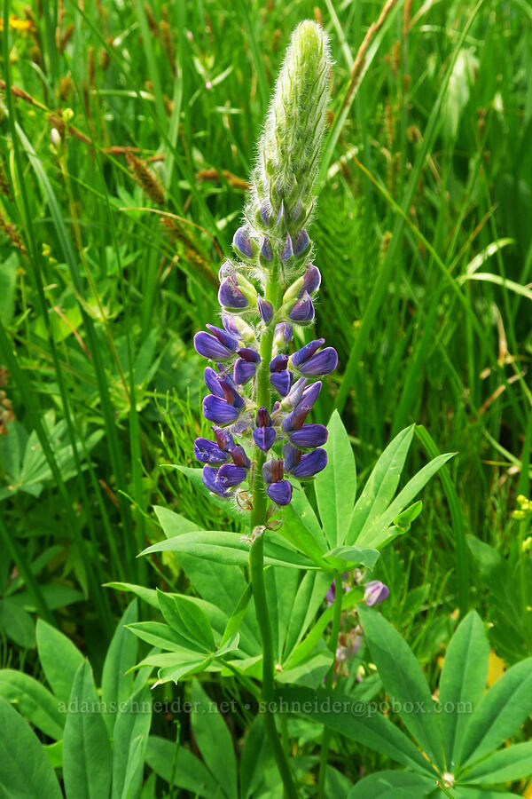 lupine (which?) (Lupinus sp.) [Forest Road 39, Wallowa-Whitman National Forest, Wallowa County, Oregon]