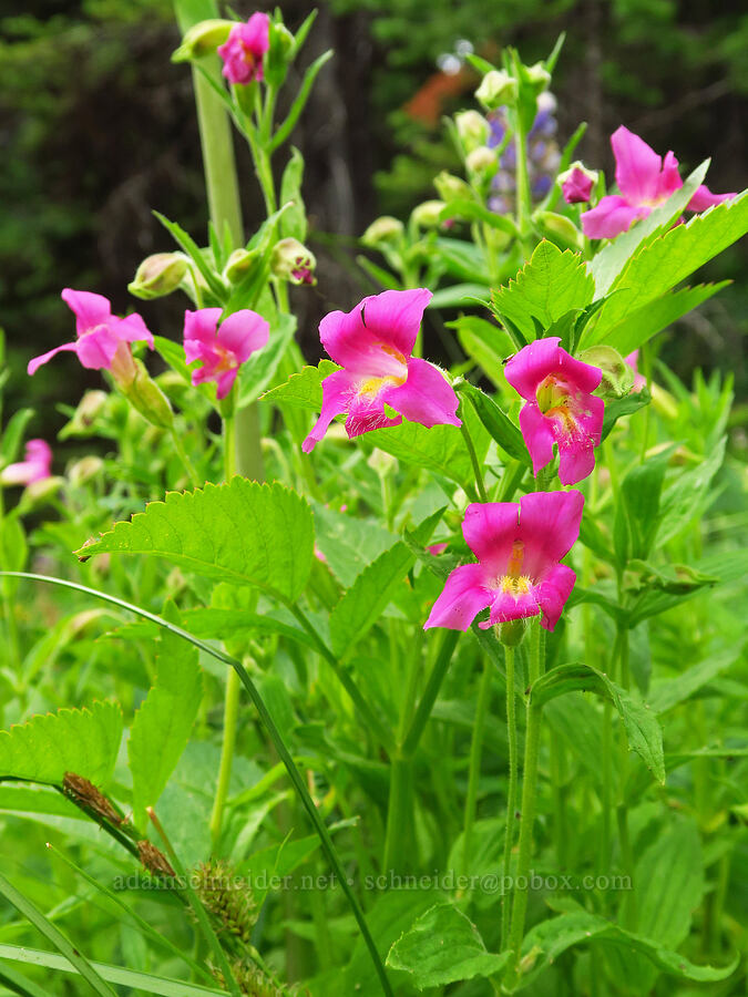 Lewis' monkeyflower (Erythranthe lewisii (Mimulus lewisii)) [Forest Road 39, Wallowa-Whitman National Forest, Wallowa County, Oregon]