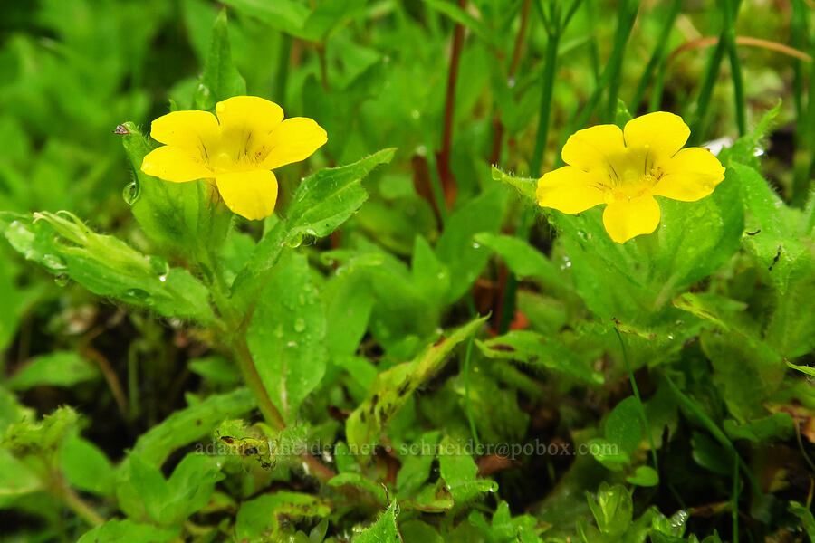 musk monkeyflower (Erythranthe moschata (Mimulus moschatus)) [Forest Road 39, Wallowa-Whitman National Forest, Wallowa County, Oregon]