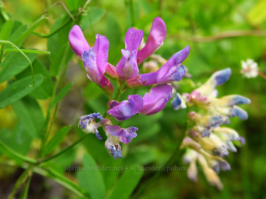 American vetch (Vicia americana) [Forest Road 39, Wallowa-Whitman National Forest, Wallowa County, Oregon]