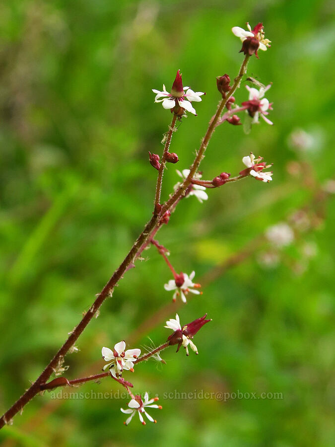 brook saxifrage (Micranthes odontoloma (Saxifraga odontoloma)) [Forest Road 39, Wallowa-Whitman National Forest, Wallowa County, Oregon]