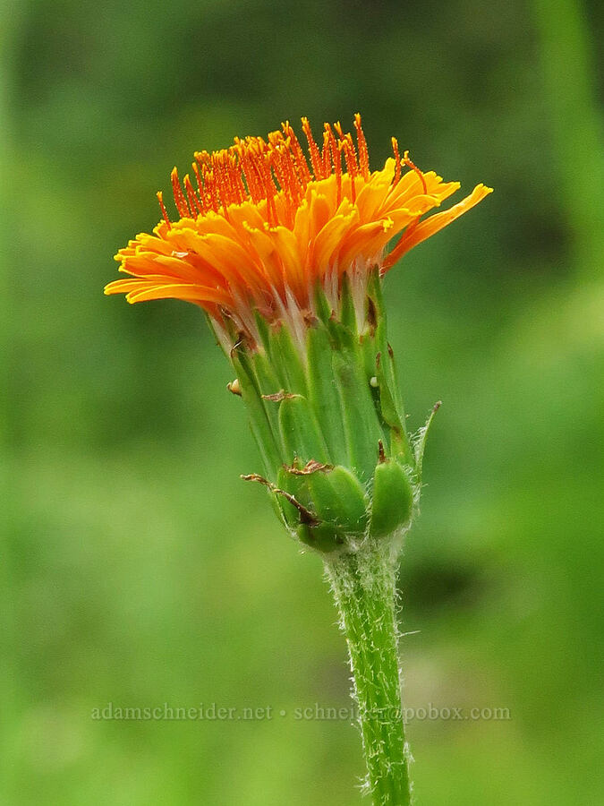 orange agoseris (Agoseris aurantiaca) [Forest Road 39, Wallowa-Whitman National Forest, Wallowa County, Oregon]