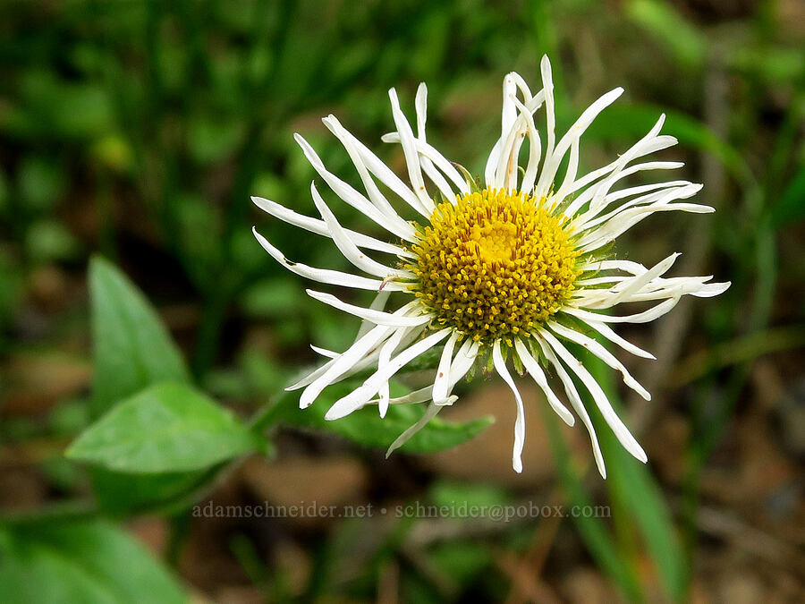 large mountain (Coulter's) fleabane (Erigeron coulteri) [Forest Road 39, Wallowa-Whitman National Forest, Wallowa County, Oregon]