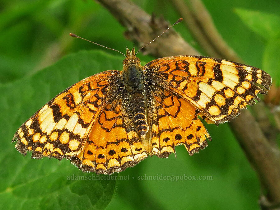 Mylitta crescent butterfly (Phyciodes mylitta) [Forest Road 39, Wallowa-Whitman National Forest, Wallowa County, Oregon]