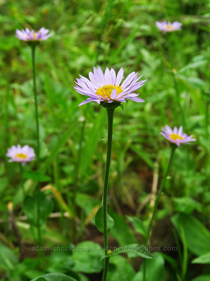 subalpine fleabane (Erigeron glacialis var. glacialis) [Wayside Spring, Wallowa-Whitman National Forest, Wallowa County, Oregon]