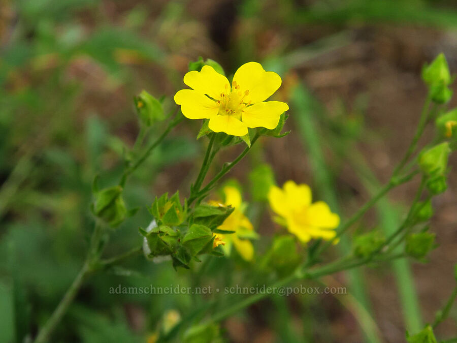 Nuttall's cinquefoil (Potentilla gracilis var. fastigiata (Potentilla gracilis var. nuttallii)) [Wayside Spring, Wallowa-Whitman National Forest, Wallowa County, Oregon]