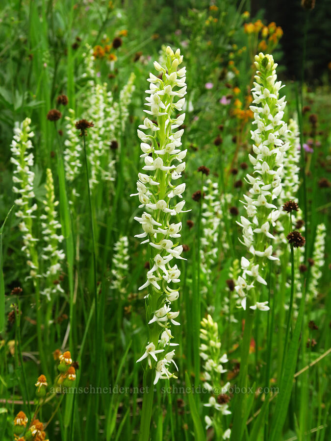 white bog orchids (Platanthera dilatata (Habenaria dilatata) (Piperia dilatata)) [Forest Road 39, Wallowa-Whitman National Forest, Wallowa County, Oregon]