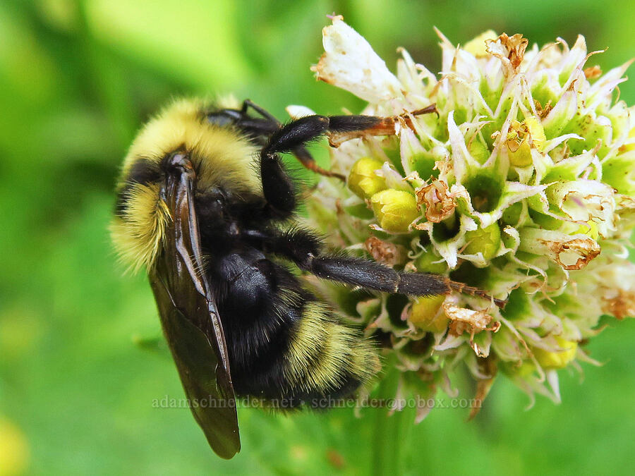 cuckoo bumblebee on nettle-leaf horse-mint (Bombus insularis, Agastache urticifolia) [Forest Road 39, Wallowa-Whitman National Forest, Wallowa County, Oregon]