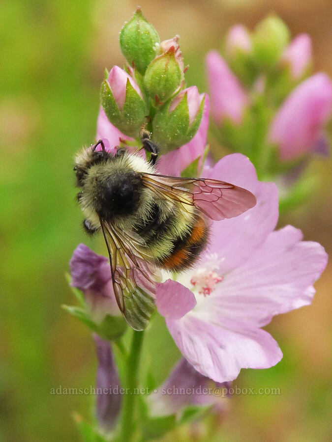 yellow-fronted bumblebee & Oregon checker-mallow (Bombus flavifrons, Sidalcea oregana) [Forest Road 39, Wallowa-Whitman National Forest, Wallowa County, Oregon]