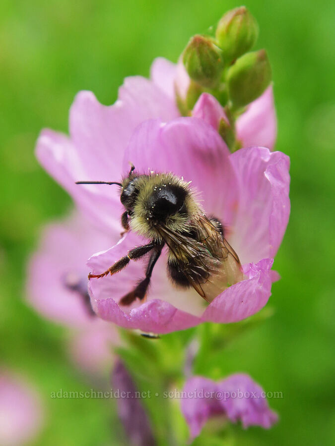 Vancouver bumblebee & Oregon checker-mallow (Bombus vancouverensis ssp. nearcticus, Sidalcea oregana) [Forest Road 39, Wallowa-Whitman National Forest, Wallowa County, Oregon]