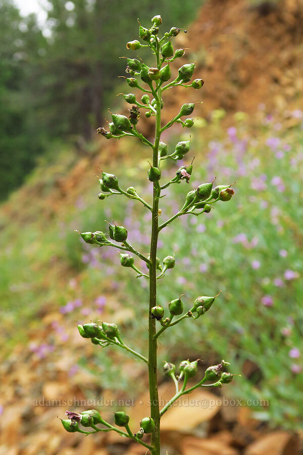 lance-leaf figwort, going to seed (Scrophularia lanceolata) [Forest Road 39, Wallowa-Whitman National Forest, Wallowa County, Oregon]