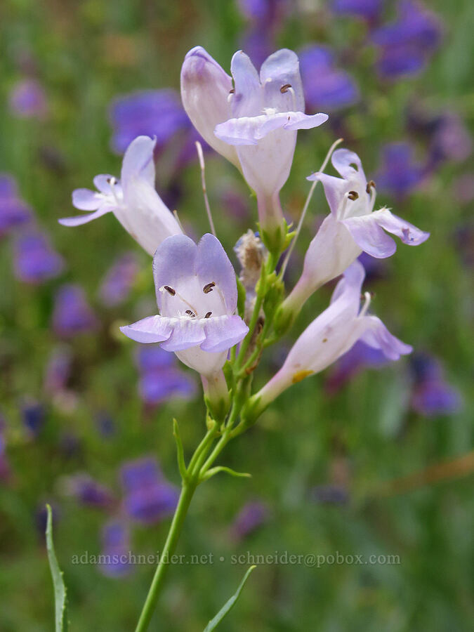 pale Venus penstemon (Penstemon venustus) [Forest Road 39, Wallowa-Whitman National Forest, Wallowa County, Oregon]