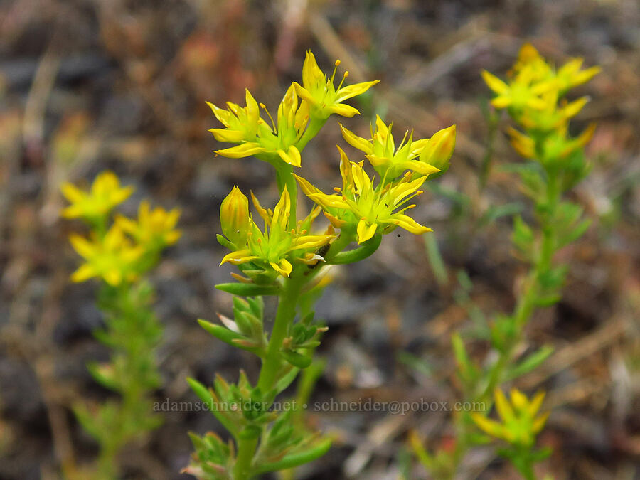 worm-leaf stonecrop (Sedum stenopetalum) [Forest Road 39, Wallowa-Whitman National Forest, Wallowa County, Oregon]