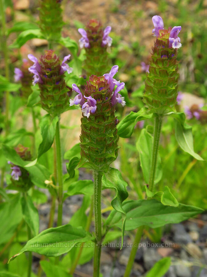 self-heal (Prunella vulgaris) [Forest Road 39, Wallowa-Whitman National Forest, Wallowa County, Oregon]