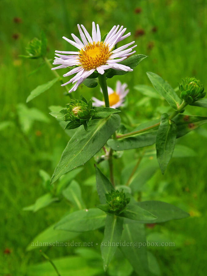 leafy-bract aster (?) (Symphyotrichum foliaceum (Aster foliaceus)) [Forest Road 39, Wallowa-Whitman National Forest, Wallowa County, Oregon]