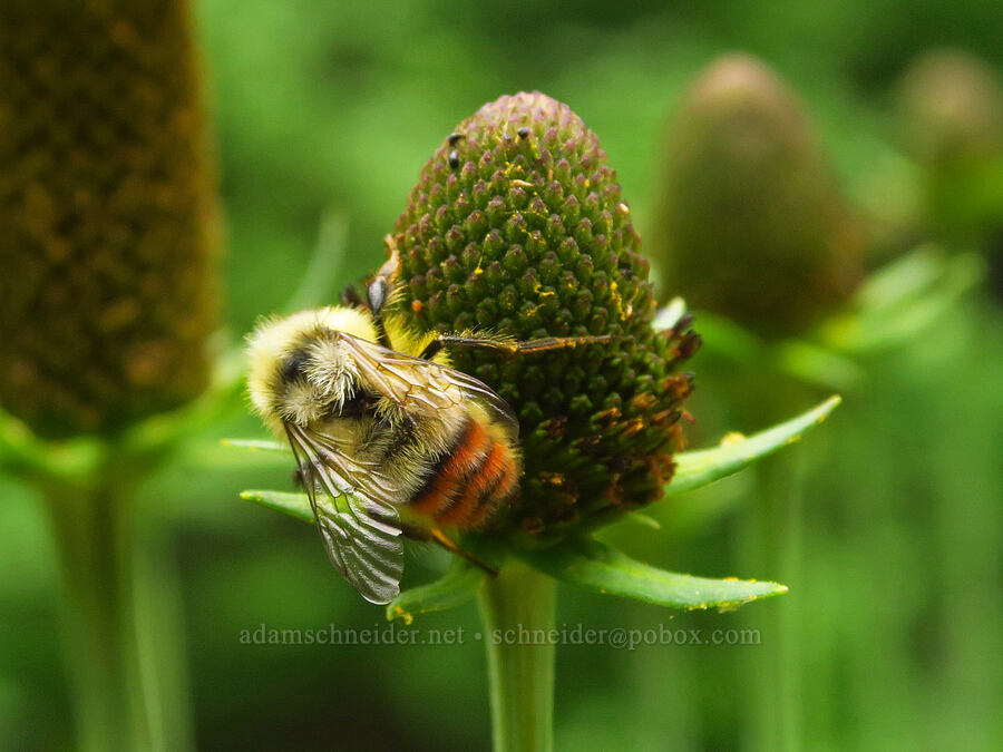 Great Basin bumblebee & western coneflower (Bombus centralis, Rudbeckia occidentalis) [Forest Road 39, Wallowa-Whitman National Forest, Wallowa County, Oregon]