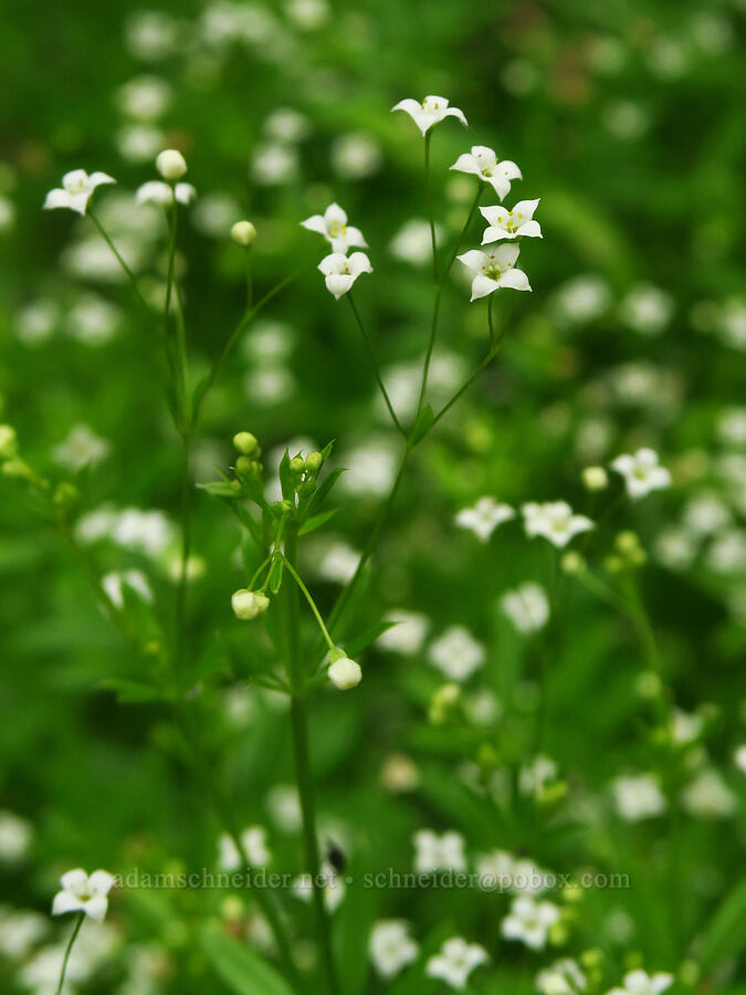 rough bedstraw (Galium mexicanum ssp. asperulum) [Forest Road 39, Wallowa-Whitman National Forest, Wallowa County, Oregon]