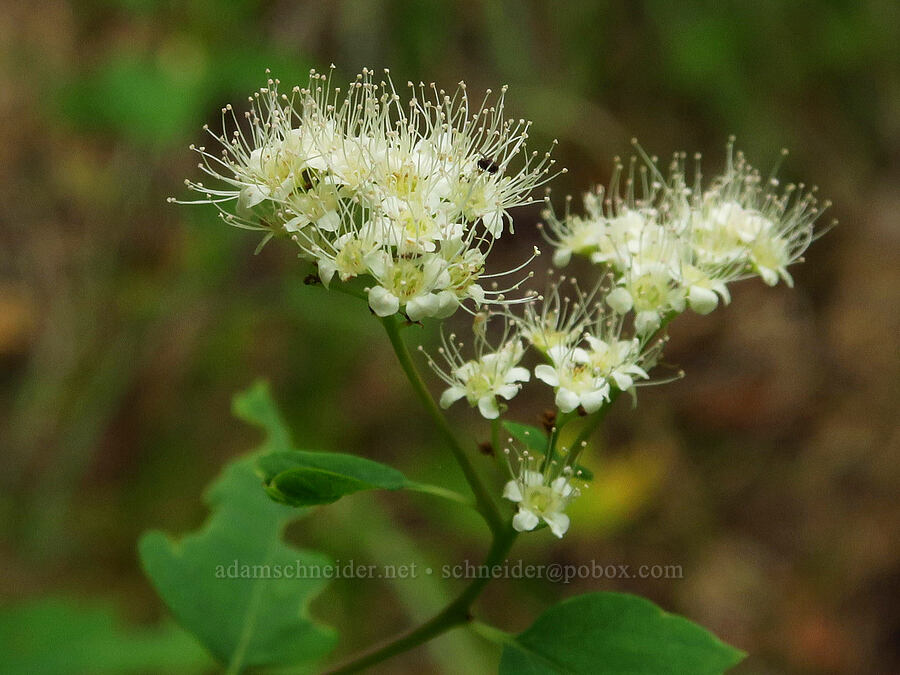 white spirea (Spiraea lucida (Spiraea betulifolia var. lucida)) [Forest Road 39, Wallowa-Whitman National Forest, Wallowa County, Oregon]