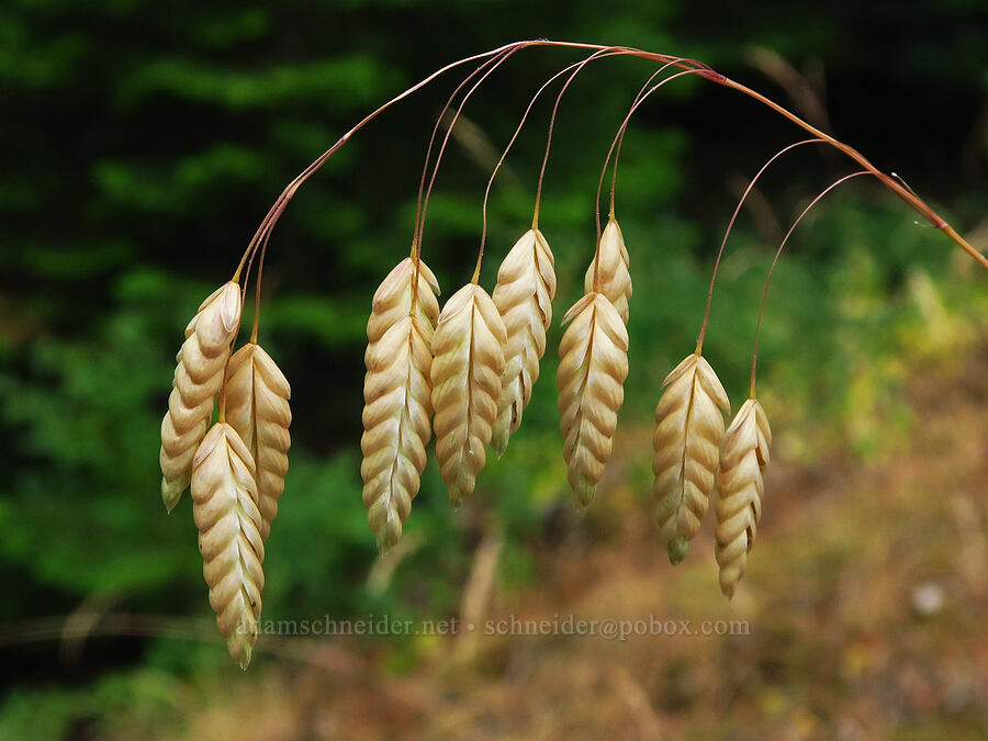 rattlesnake brome seeds (Bromus briziformis) [Forest Road 39, Wallowa-Whitman National Forest, Wallowa County, Oregon]