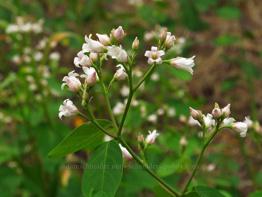 spreading dogbane (Apocynum androsaemifolium) [Forest Road 39, Wallowa-Whitman National Forest, Wallowa County, Oregon]