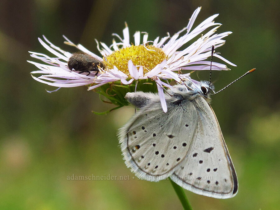 greenish blue butterfly on showy fleabane (Icaricia saepiolus (Plebejus saepiolus), Erigeron speciosus) [Forest Road 39, Wallowa-Whitman National Forest, Wallowa County, Oregon]