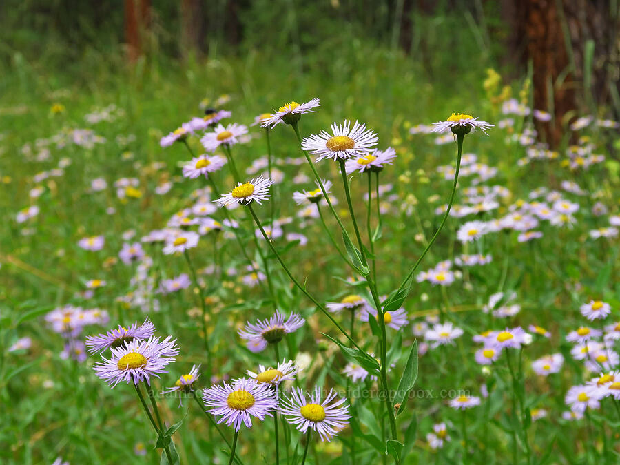 showy fleabane (Erigeron speciosus) [Forest Road 39, Wallowa-Whitman National Forest, Wallowa County, Oregon]