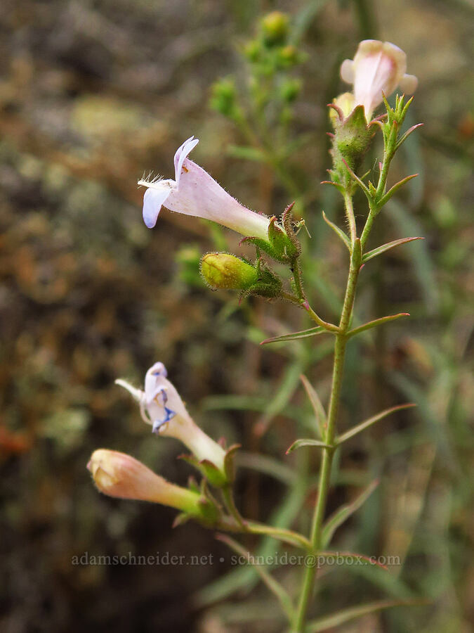 Riggins whorled penstemon (Penstemon triphyllus) [Upper Imnaha Road, Wallowa-Whitman National Forest, Wallowa County, Oregon]