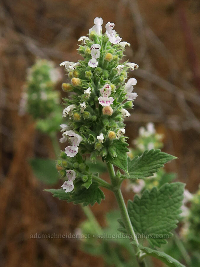 catnip (Nepeta cataria) [Upper Imnaha Road, Wallowa-Whitman National Forest, Wallowa County, Oregon]