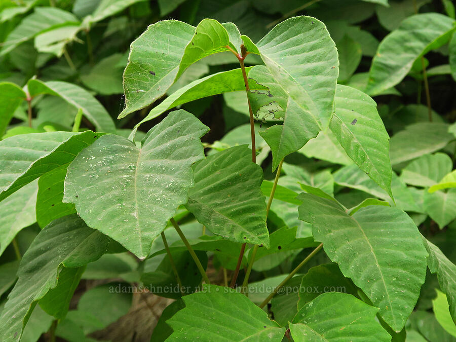 western poison-ivy (Toxicodendron rydbergii (Rhus rydbergii)) [Upper Imnaha Road, Wallowa-Whitman National Forest, Wallowa County, Oregon]