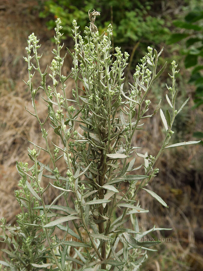 gray sagewort, budding (Artemisia ludoviciana) [Upper Imnaha Road, Wallowa-Whitman National Forest, Wallowa County, Oregon]