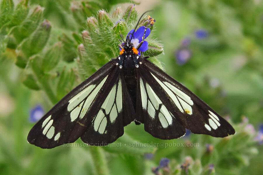 police-car moth on bugloss (Gnophaela vermiculata, Anchusa officinalis) [Upper Imnaha Road, Wallowa-Whitman National Forest, Wallowa County, Oregon]