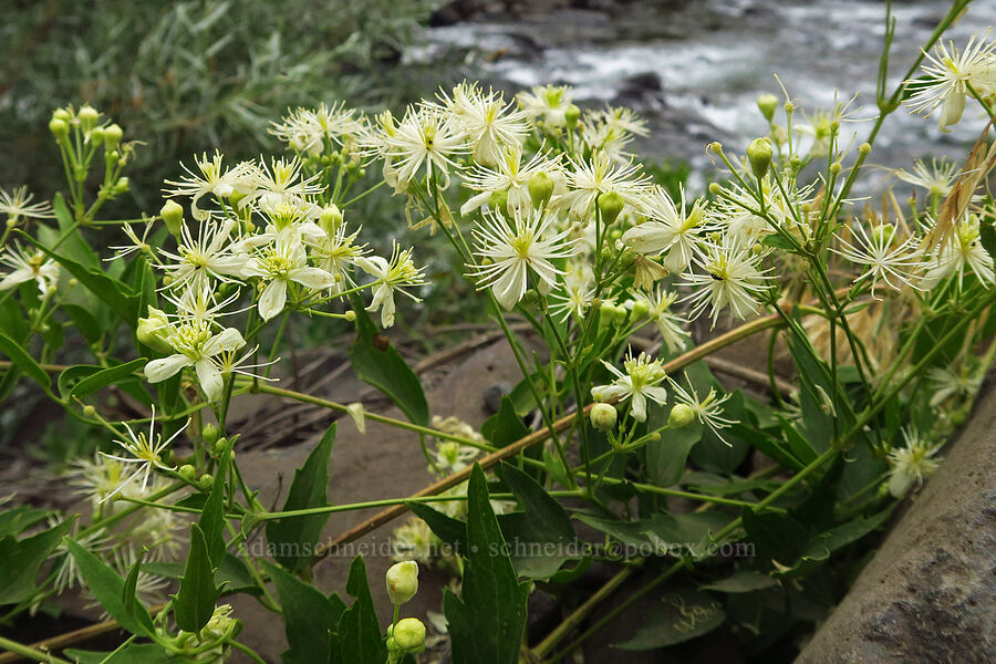 western clematis (virgin's-bower) (Clematis ligusticifolia) [Upper Imnaha Road, Wallowa County, Oregon]