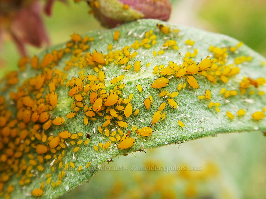 oleander aphids on a milkweed leaf (Aphis nerii, Asclepias speciosa) [Old Imnaha Road, Zumwalt Prairie Preserve, Wallowa County, Oregon]