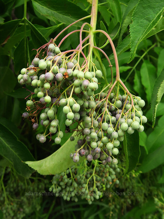 unripe blue elderberries (Sambucus cerulea (Sambucus nigra ssp. caerulea) (Sambucus mexicana)) [Old Imnaha Road, Zumwalt Prairie Preserve, Wallowa County, Oregon]