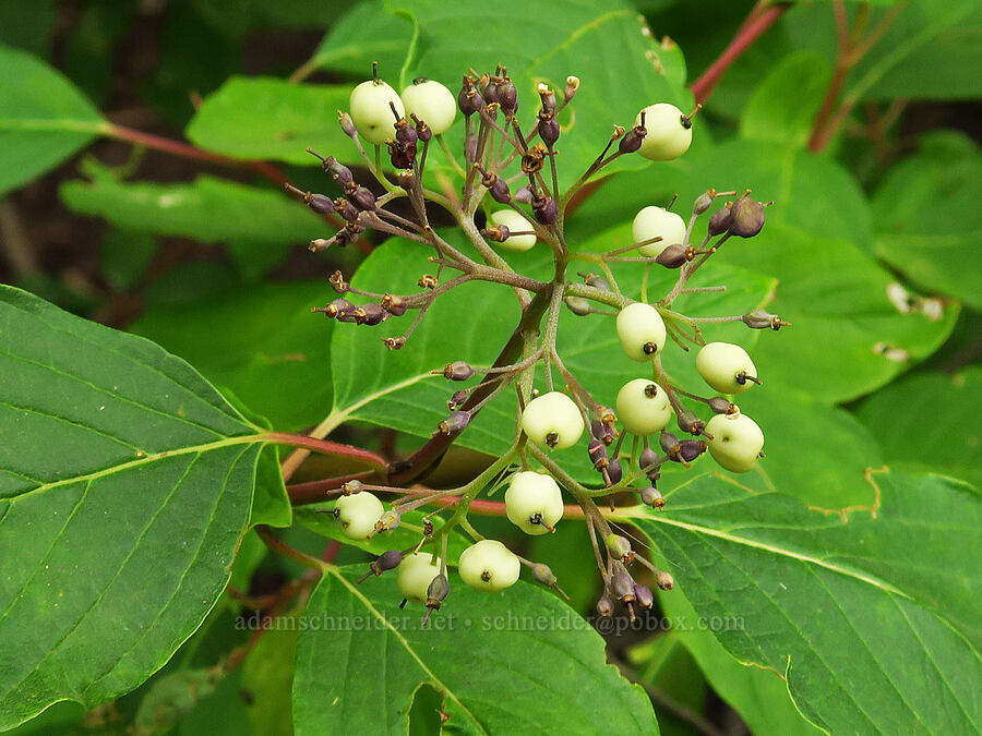 red-osier dogwood berries (Cornus sericea) [Old Imnaha Road, Zumwalt Prairie Preserve, Wallowa County, Oregon]