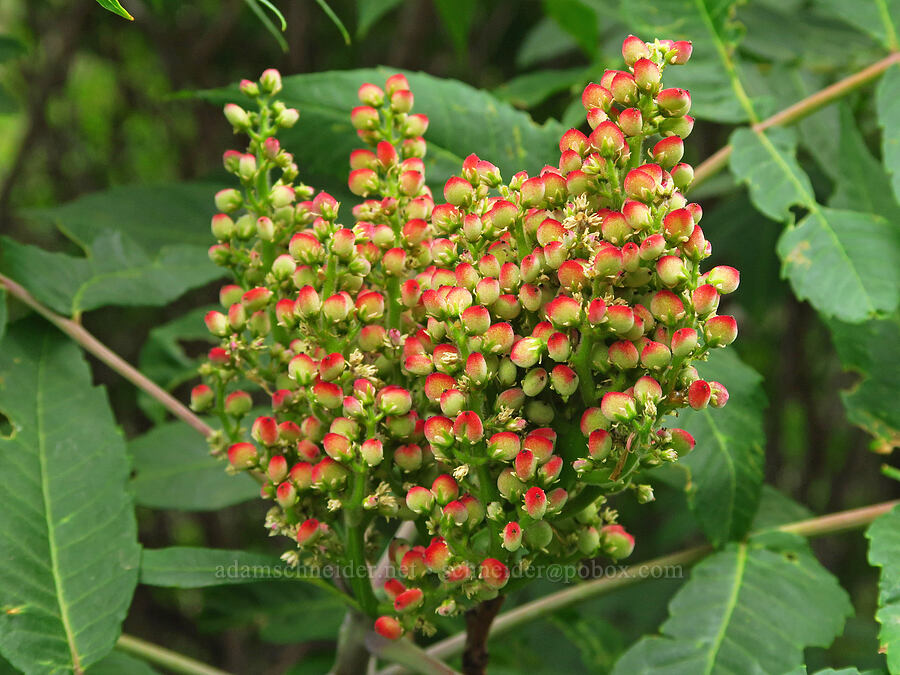 western sumac berries (Rhus glabra) [Old Imnaha Road, Zumwalt Prairie Preserve, Wallowa County, Oregon]