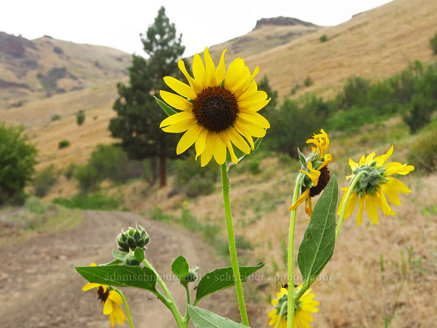 annual sunflower (Helianthus annuus) [Old Imnaha Road, Zumwalt Prairie Preserve, Wallowa County, Oregon]