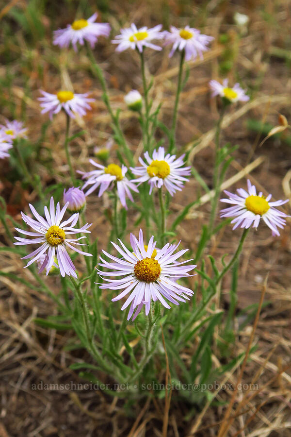 shaggy fleabane (Erigeron pumilus) [Old Imnaha Road, Zumwalt Prairie Preserve, Wallowa County, Oregon]