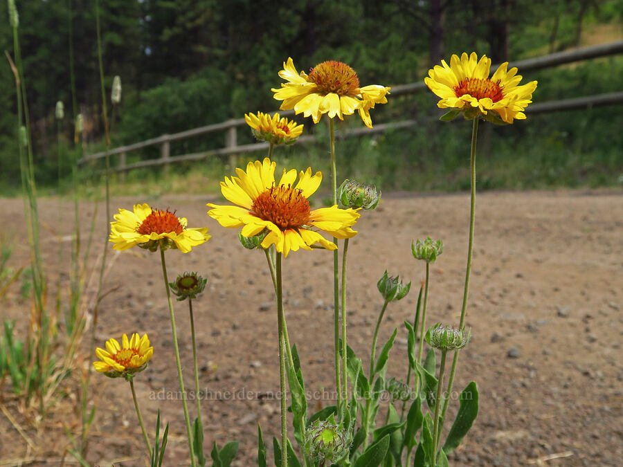 blanketflowers (Gaillardia aristata) [Old Imnaha Road, Zumwalt Prairie Preserve, Wallowa County, Oregon]