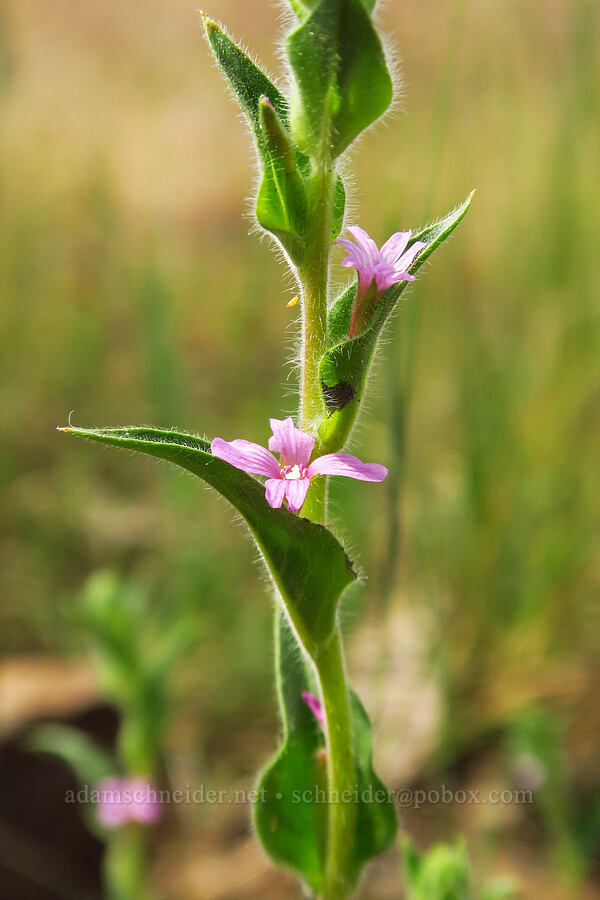 dense-flower willow-herb (Epilobium densiflorum (Boisduvalia densiflora)) [Old Imnaha Road, Zumwalt Prairie Preserve, Wallowa County, Oregon]