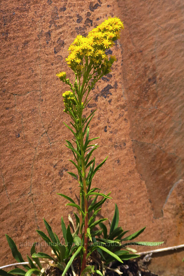 Missouri goldenrod (Solidago missouriensis) [Old Imnaha Road, Zumwalt Prairie Preserve, Wallowa County, Oregon]