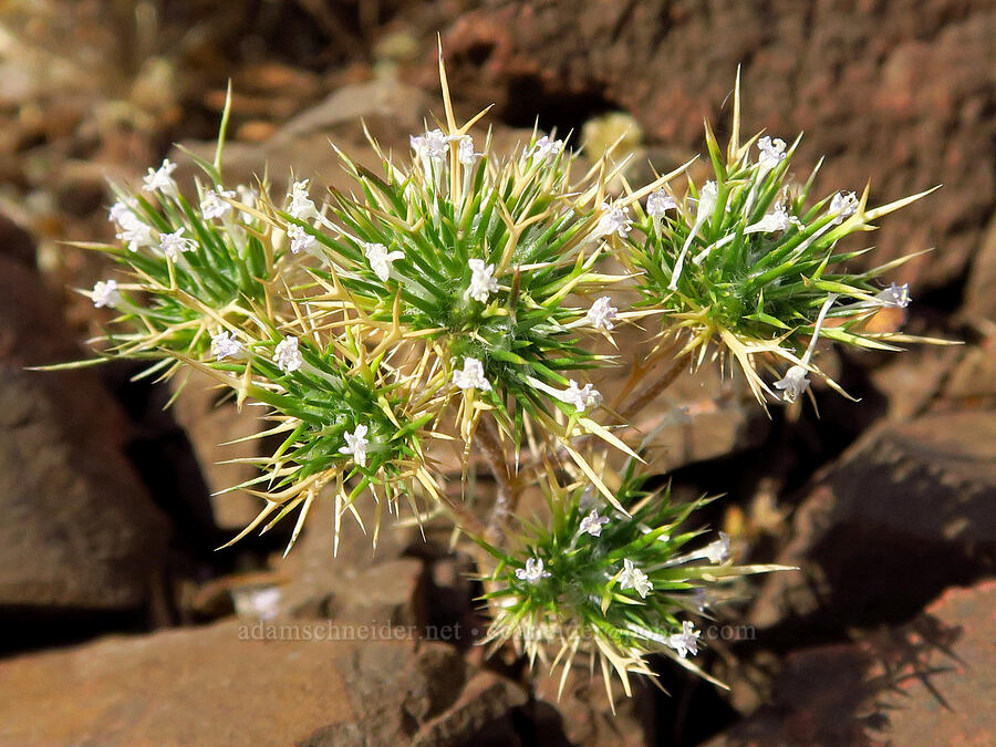 needle-leaf navarretia (Navarretia intertexta ssp. propinqua (Navarretia propinqua)) [Old Imnaha Road, Zumwalt Prairie Preserve, Wallowa County, Oregon]