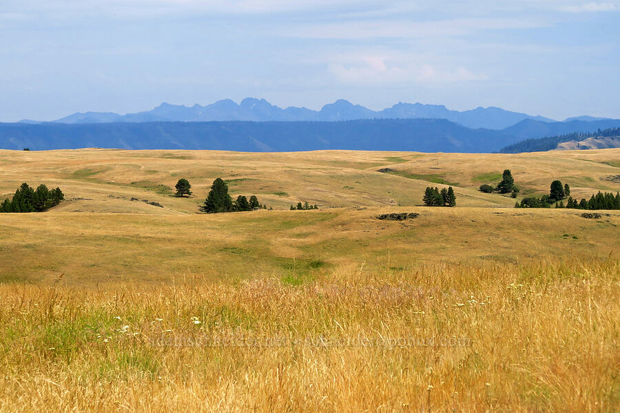 Seven Devils & Zumwalt Prairie [Harsin Butte, Zumwalt Prairie Preserve, Wallowa County, Oregon]