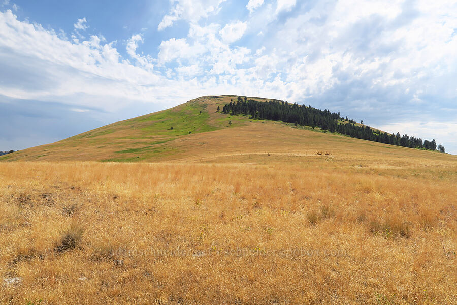 Harsin Butte [Harsin Butte, Zumwalt Prairie Preserve, Wallowa County, Oregon]