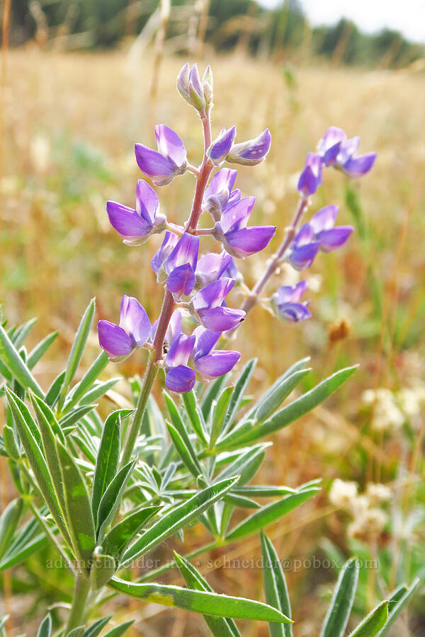 lupine (which?) (Lupinus sp.) [Harsin Butte, Zumwalt Prairie Preserve, Wallowa County, Oregon]