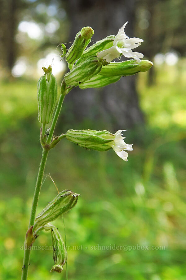 Scouler's catchfly (Silene scouleri) [Harsin Butte, Zumwalt Prairie Preserve, Wallowa County, Oregon]