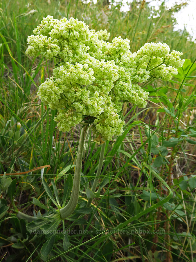 parsnip-flower buckwheat with a flat stem (Eriogonum heracleoides) [Harsin Butte, Zumwalt Prairie Preserve, Wallowa County, Oregon]