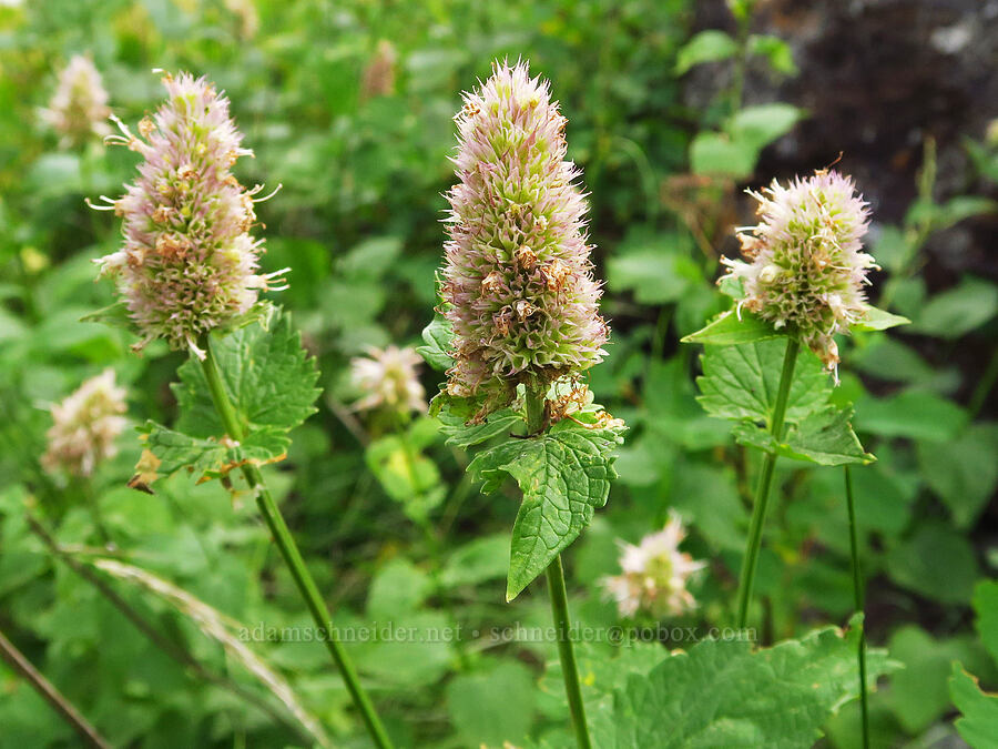 nettle-leaf horse-mint (Agastache urticifolia) [Harsin Butte, Zumwalt Prairie Preserve, Wallowa County, Oregon]